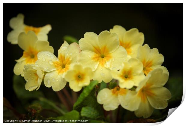Primrose flowers  Print by Simon Johnson