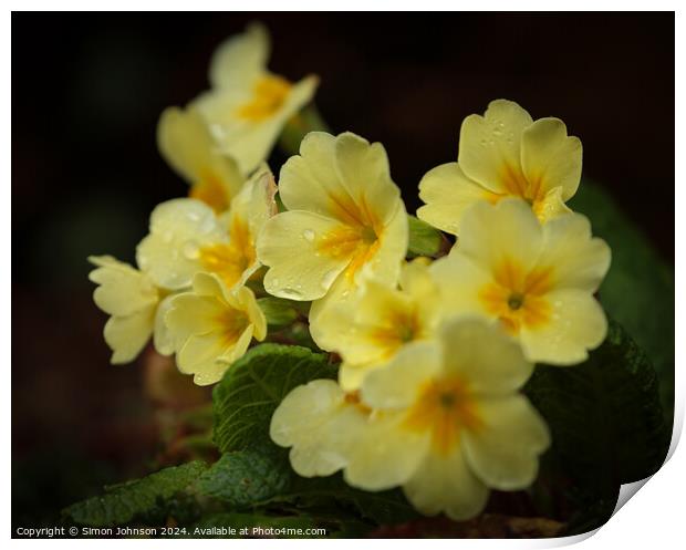 Primrose flowers Print by Simon Johnson