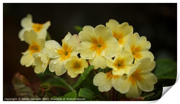 Primrose flowers Print by Simon Johnson