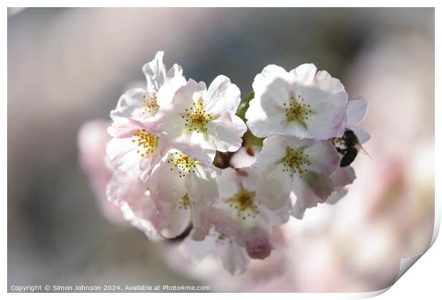 Cherry Blossom  Print by Simon Johnson