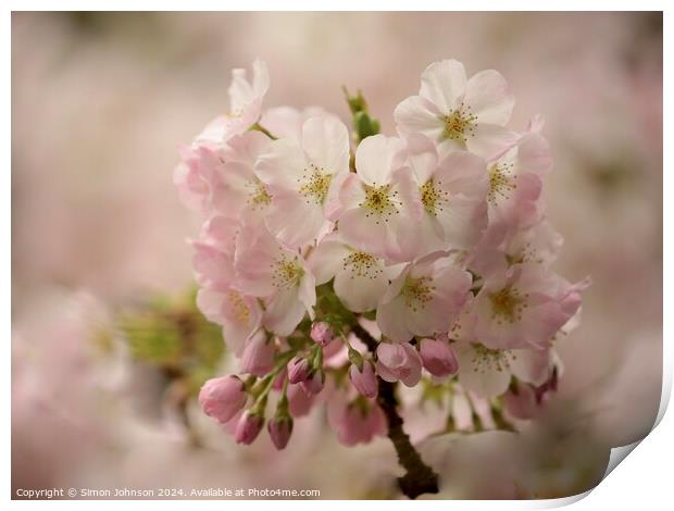 Spring Cherry Blossom Print by Simon Johnson