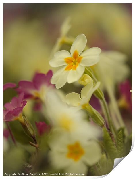 Primrose  flowers Print by Simon Johnson