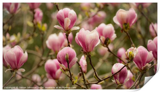 Magnoliat flowers Print by Simon Johnson