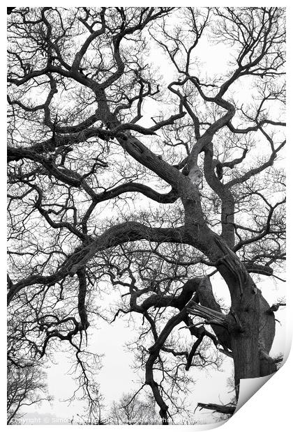 Form Pattern and texture tree profile Print by Simon Johnson