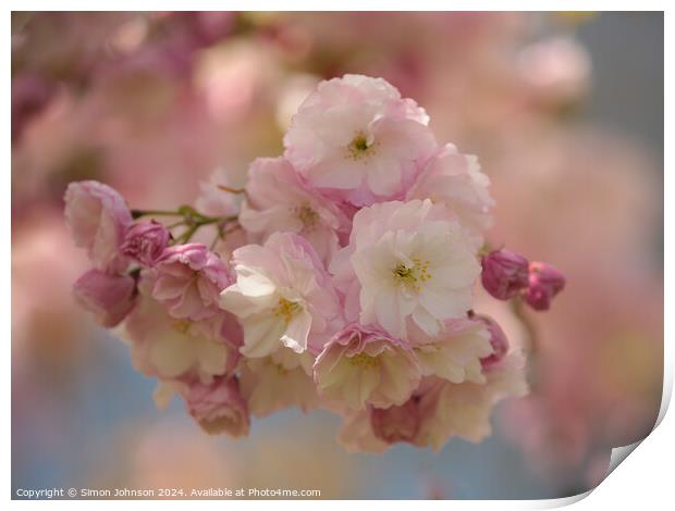 Cherry Blossom  Print by Simon Johnson