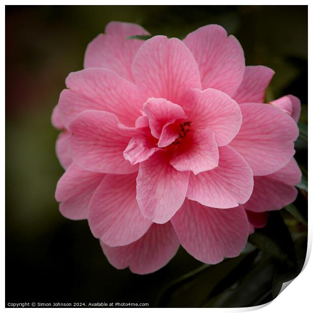 Camellia  flower Print by Simon Johnson