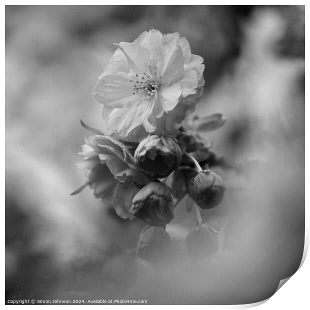 Spring Cherry Blossom in monochrome Print by Simon Johnson