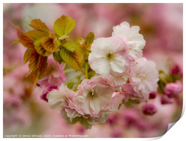 Spring Cherry Blossom  Print by Simon Johnson