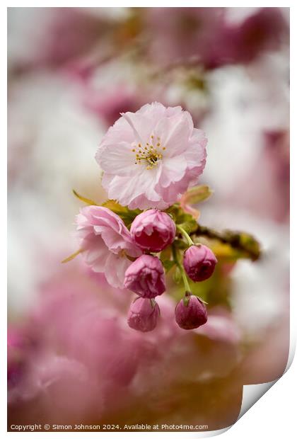 Spring Cherry Blossom  Print by Simon Johnson