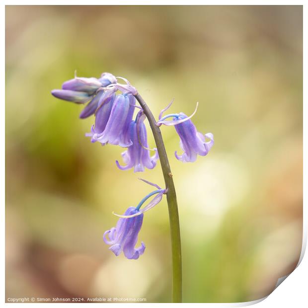 bluebell close up Print by Simon Johnson