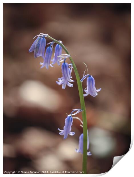 sunlit bluebell Print by Simon Johnson