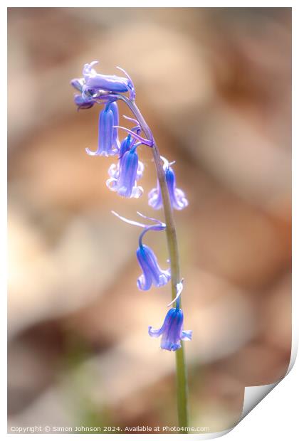 bluebell flower Print by Simon Johnson