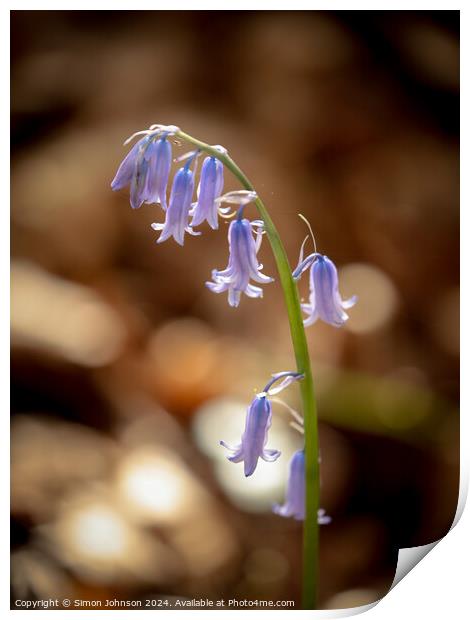 sunlit bluebell Print by Simon Johnson