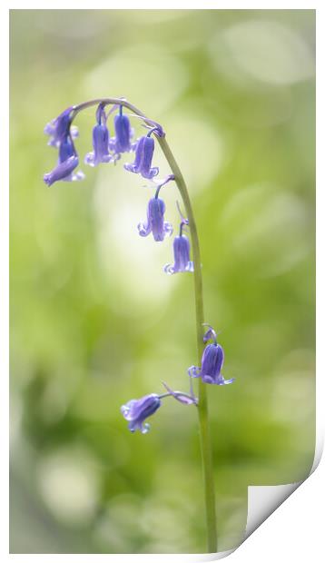  bluebell flower Print by Simon Johnson