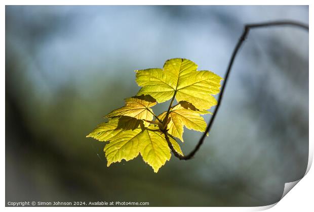 sunlit wind blown leaves Print by Simon Johnson