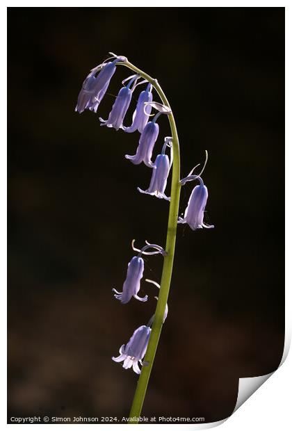 Sunlit bluebell fly Print by Simon Johnson