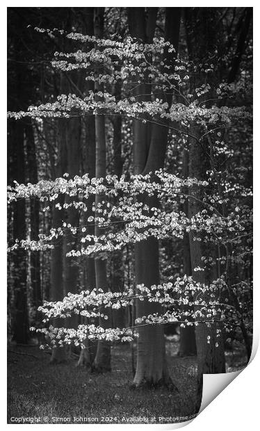 Sunlit tree monochrome  Print by Simon Johnson