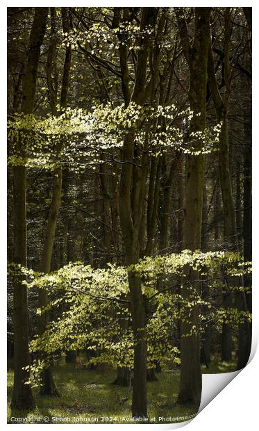 Sunlit Beech leaves  Print by Simon Johnson