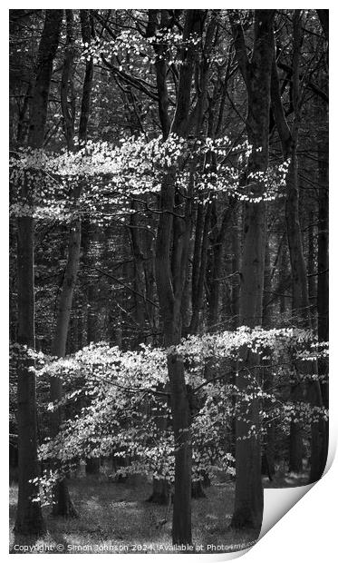 Sunlit beech woodland  Print by Simon Johnson