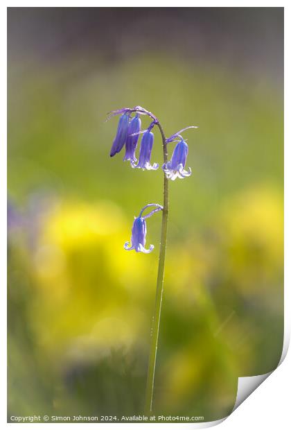 Sunlit Bluebell flower  Print by Simon Johnson