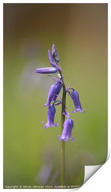 A close up of a bluebell flower  Print by Simon Johnson