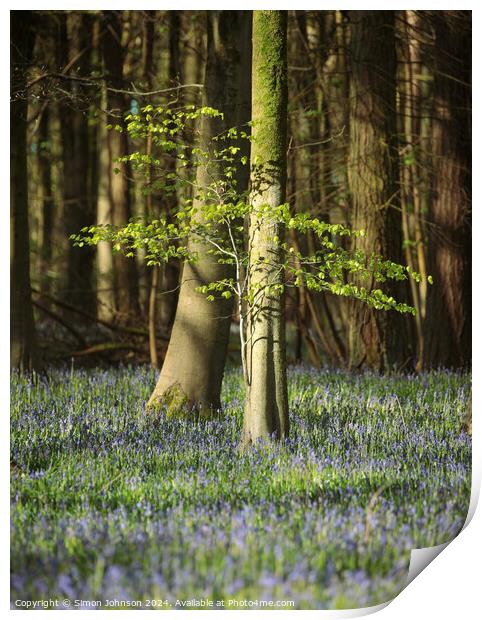 Bluebell Woodland Print by Simon Johnson