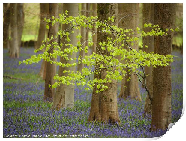  wind blown tree and Bluebells Print by Simon Johnson