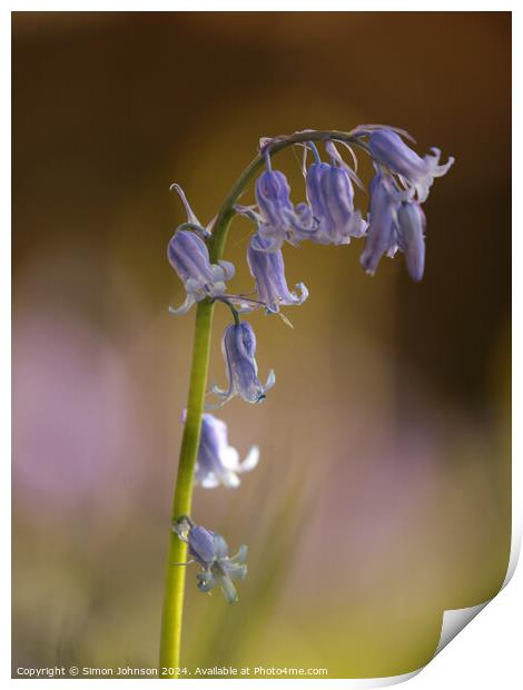 Bluebell flower  Print by Simon Johnson