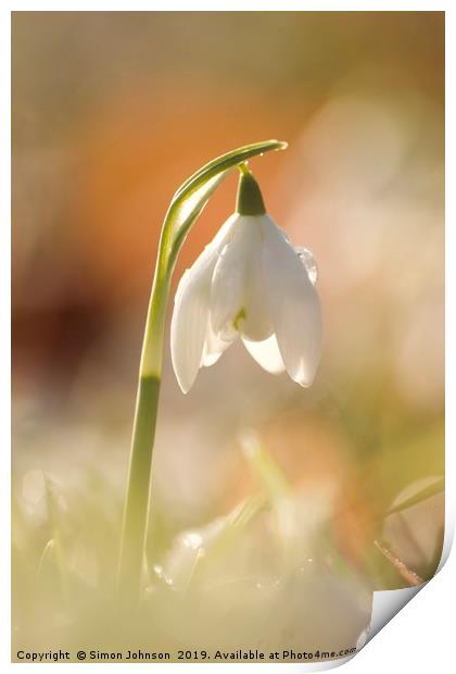 sunlit snowdrop Print by Simon Johnson