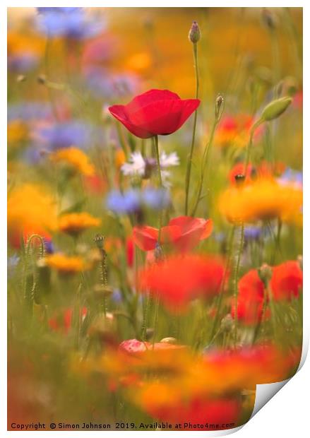 Poppies and wild flowers Print by Simon Johnson