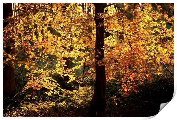 Golden autumn Leaves Print by Simon Johnson