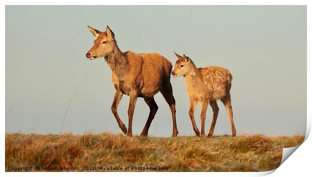 Deer Mother and offspring Print by Simon Johnson