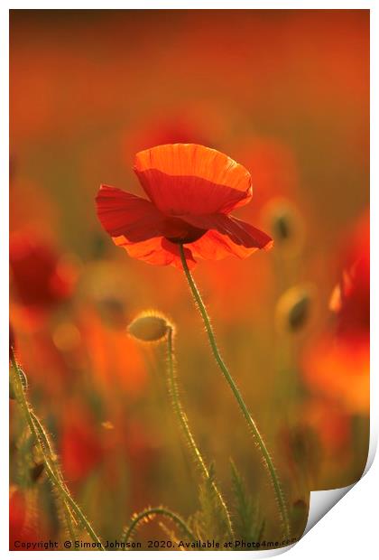 Poppy evening sunlight Print by Simon Johnson