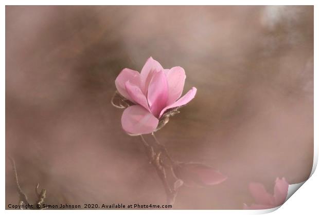 Pink Magnolia Flower Print by Simon Johnson