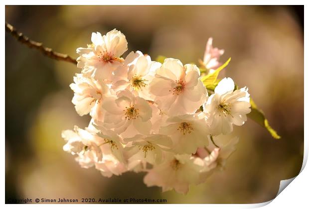SXunlit spring blossom Print by Simon Johnson