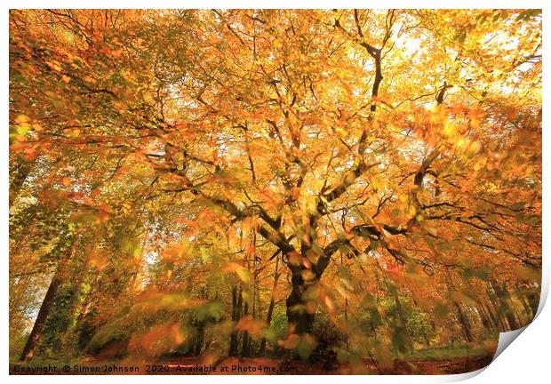Beech Woodland In autumn gale Print by Simon Johnson