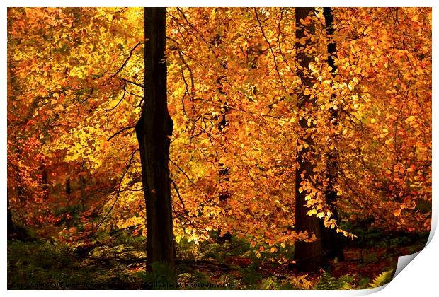  Sunlit Autumn leaf curtain Print by Simon Johnson