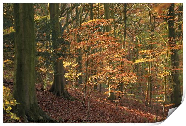 Beech Woodland In autumn Print by Simon Johnson