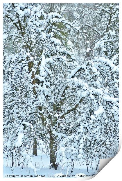 Snow clad tree Print by Simon Johnson