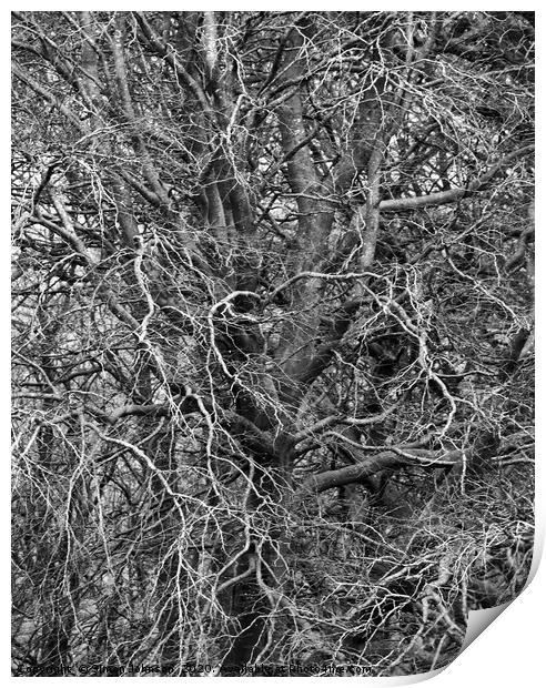 Branches Print by Simon Johnson