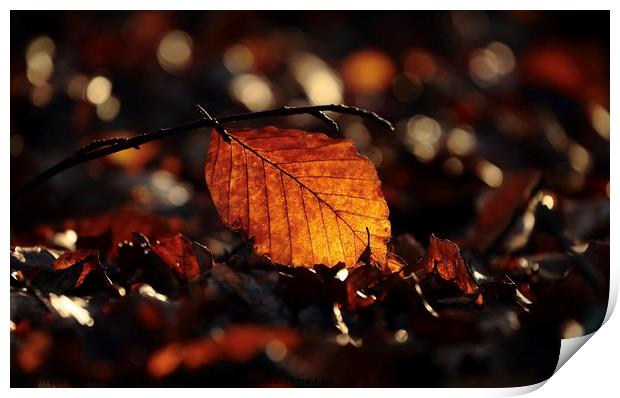 sunlit leaf Print by Simon Johnson