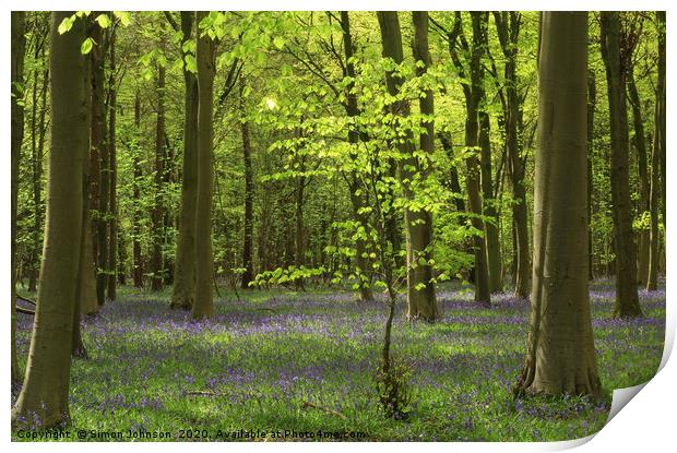 sunlit tree and bluebells Print by Simon Johnson