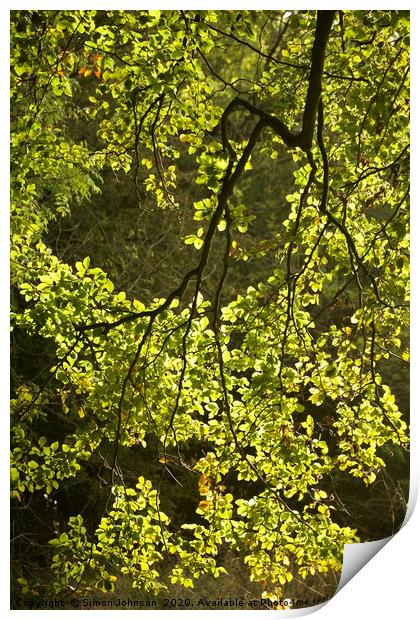 Sunlit, spring leaves Print by Simon Johnson