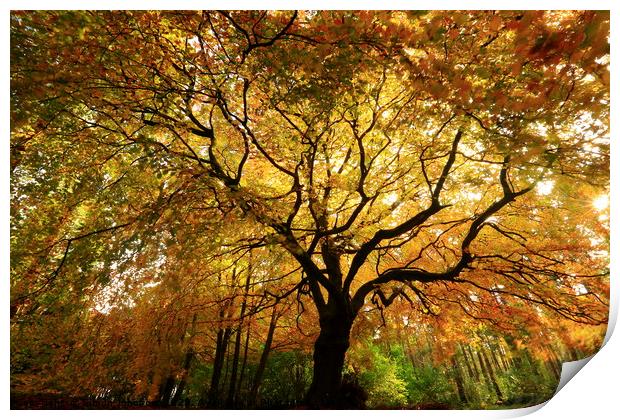 Autumn Beech Tree Print by Simon Johnson