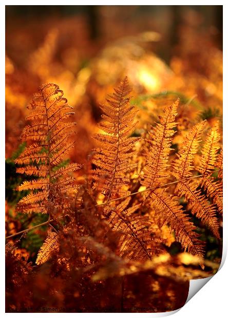 sunlit ferns  Print by Simon Johnson