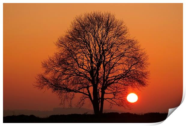 Tree and sun  Print by Simon Johnson