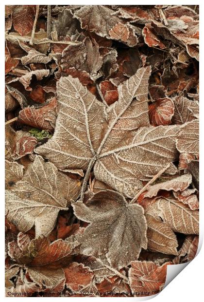 Frosted Leaf Print by Simon Johnson