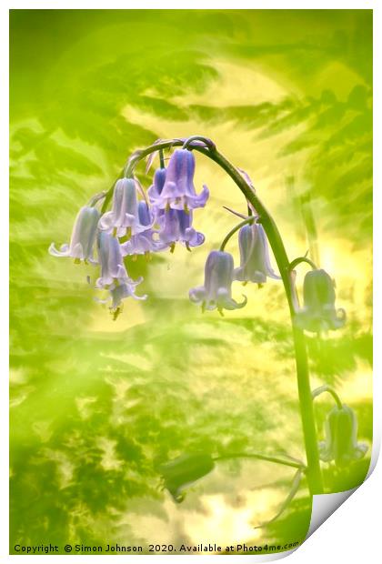 Bluebell shot through fern Print by Simon Johnson