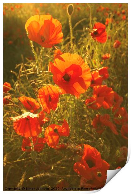 Sunlit poppies Print by Simon Johnson