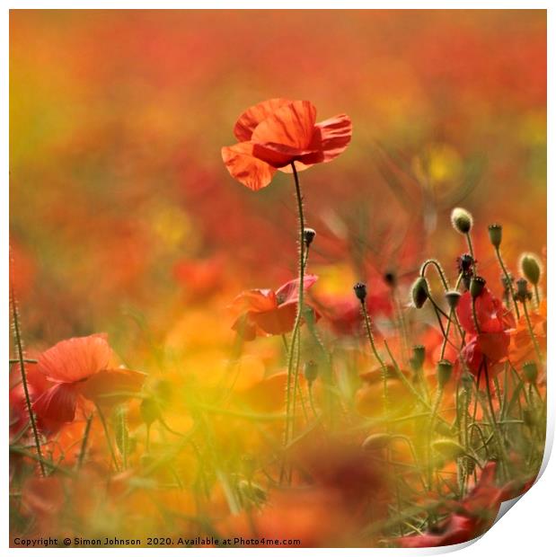 Sunlit Poppy Print by Simon Johnson